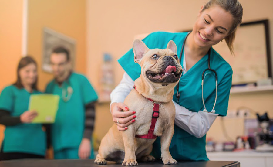 O calçado para os veterinários